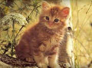 Очень красивые Котята в дар возраст 1.5 месяца